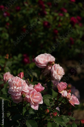 Light Pink Flower of Rose 'Irene Watts' in Full Bloom
