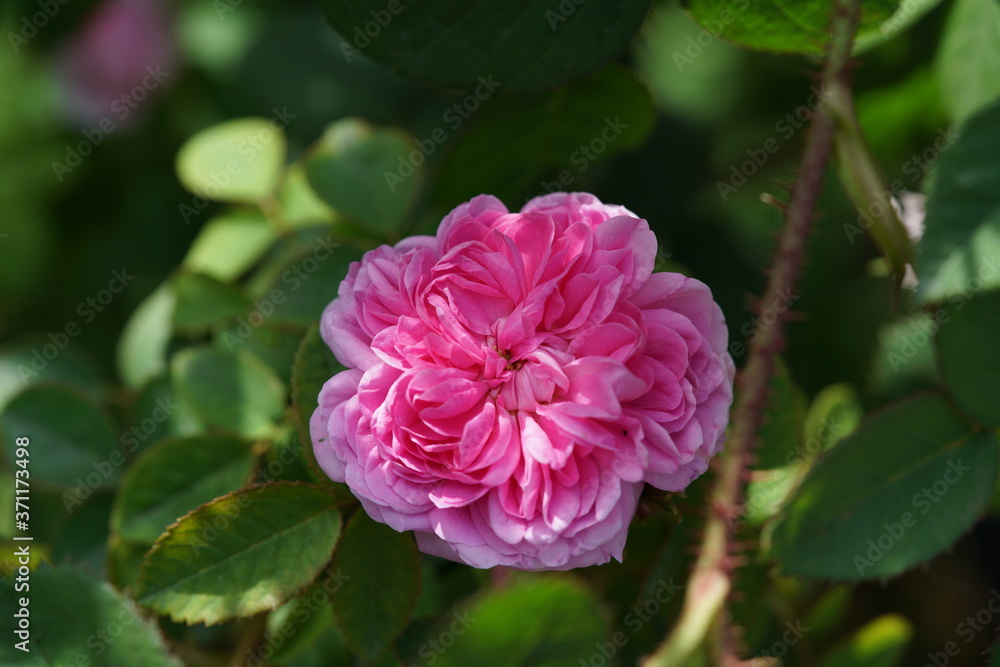 Light Pink Flower of Rose 'Jean Bodin' in Full Bloom
