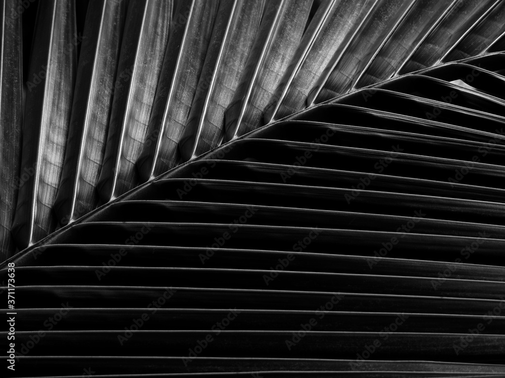Fototapeta premium black and white coconut leaf with light and shadow