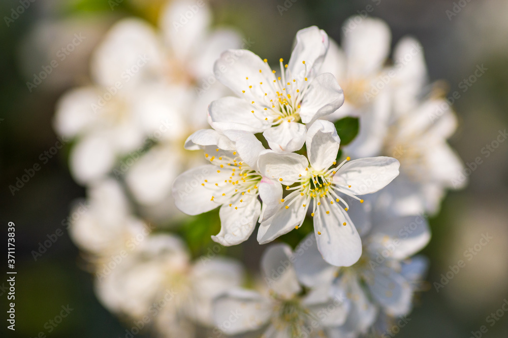 Branches of blossoming apricot macro