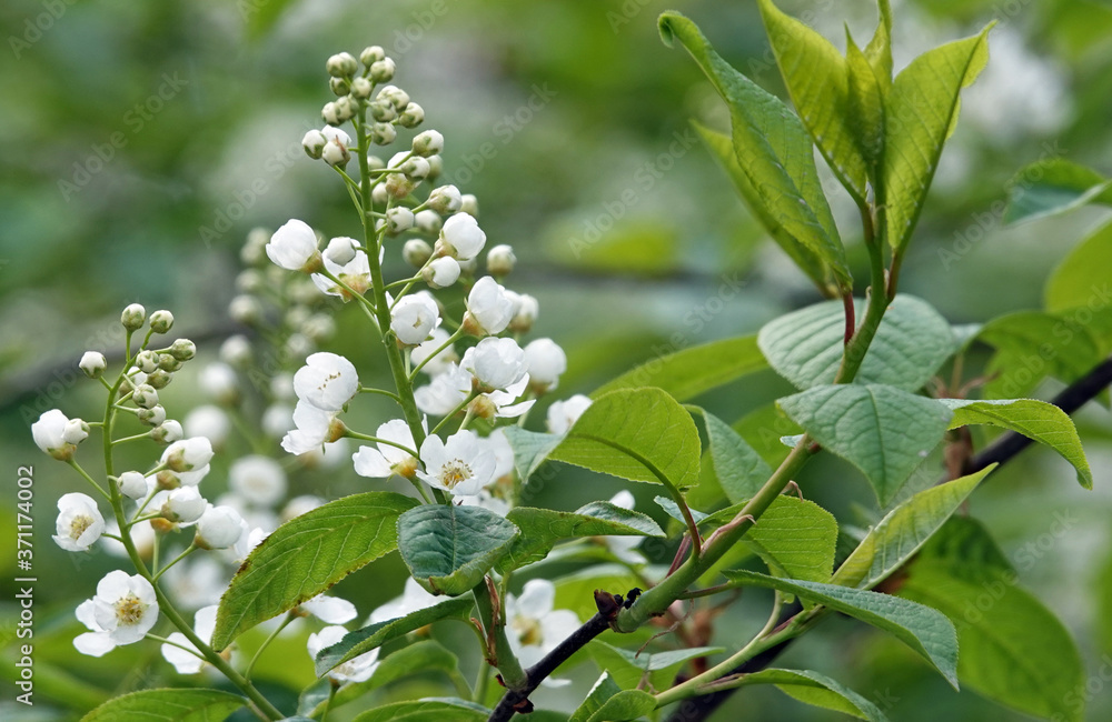 Lilac tree blooms in spring Lilac tree blooms in spring