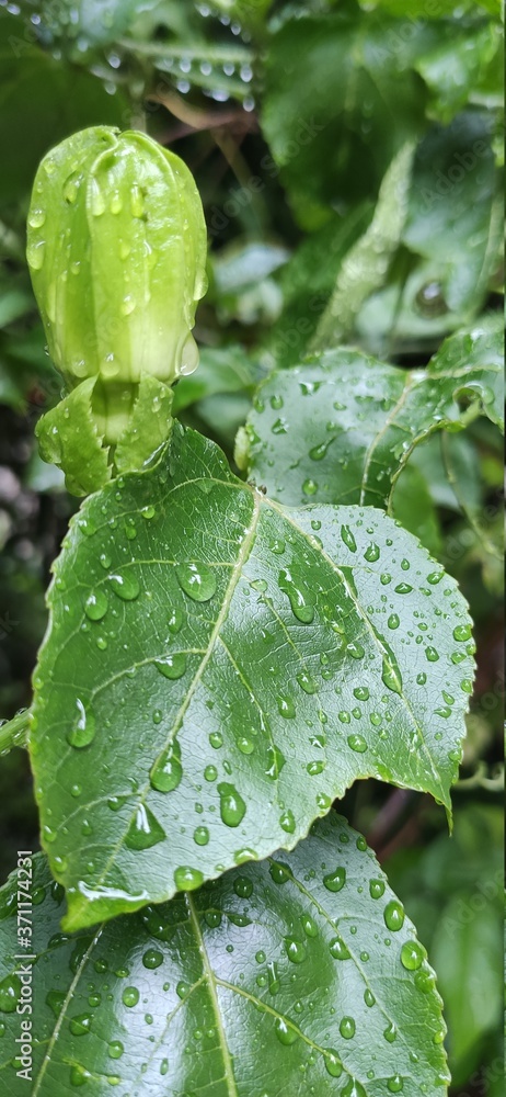 dew on a leaf dew on a leaf