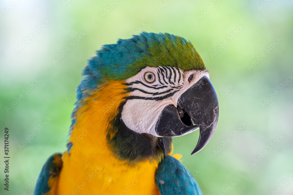 Face of blue and yellow macaw parrot bird in nature