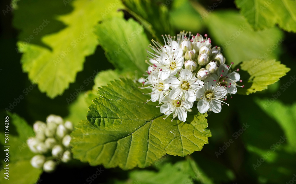 Spirea blooms in clusters of small flowers in spring. Spirea blooms in clusters of small flowers in spring.