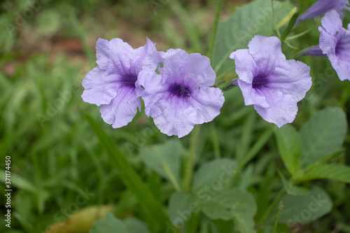 Fototapeta Naklejka Na Ścianę i Meble -  purple flowers in the garden