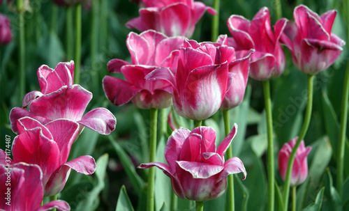Tulip of different varieties and colors