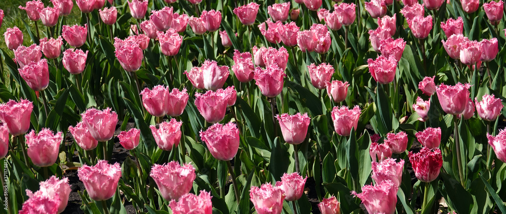 Tulips of different grades and colors