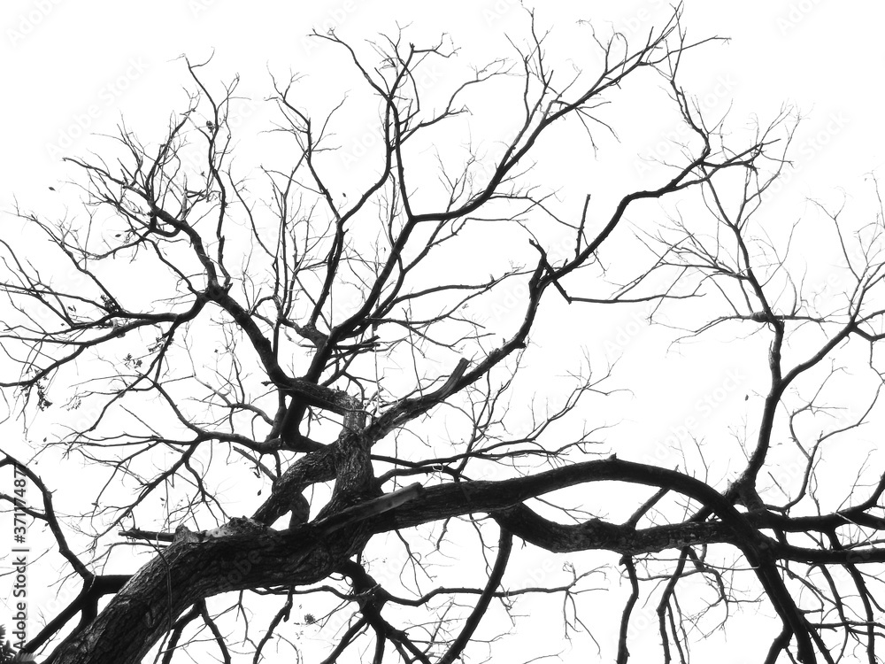 Fototapeta premium black and white tree silhouette on white background