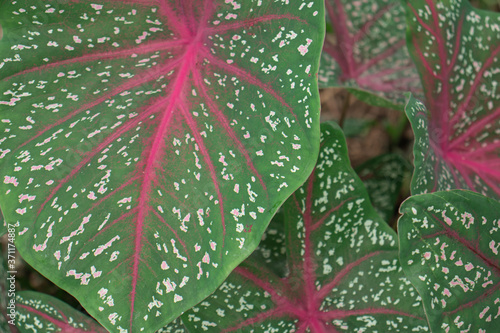 caladium bicolor in the garden