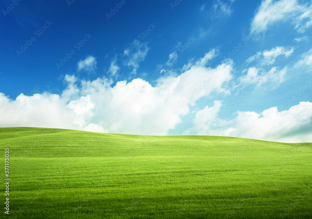 field of grass and perfect blue sky