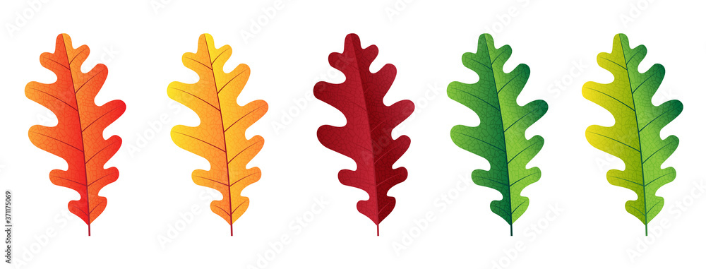 Obraz premium Autumn vector set with oak leaves. Forest botanical elements for decoration.