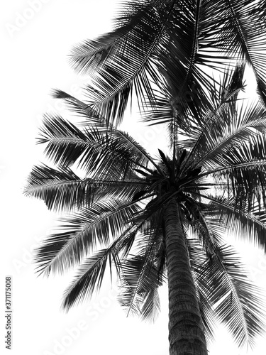 Coconut palm tree silhouette on white background © srckomkrit