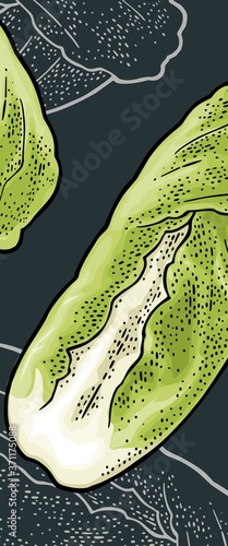 Fresh head of napa cabbage. Vector vintage engraving