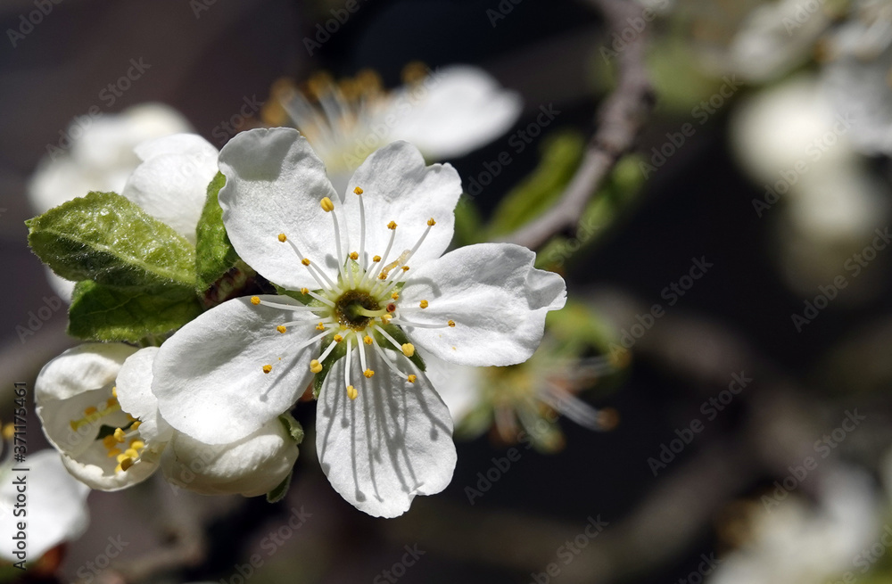 Obraz premium Fruit trees bloom in spring