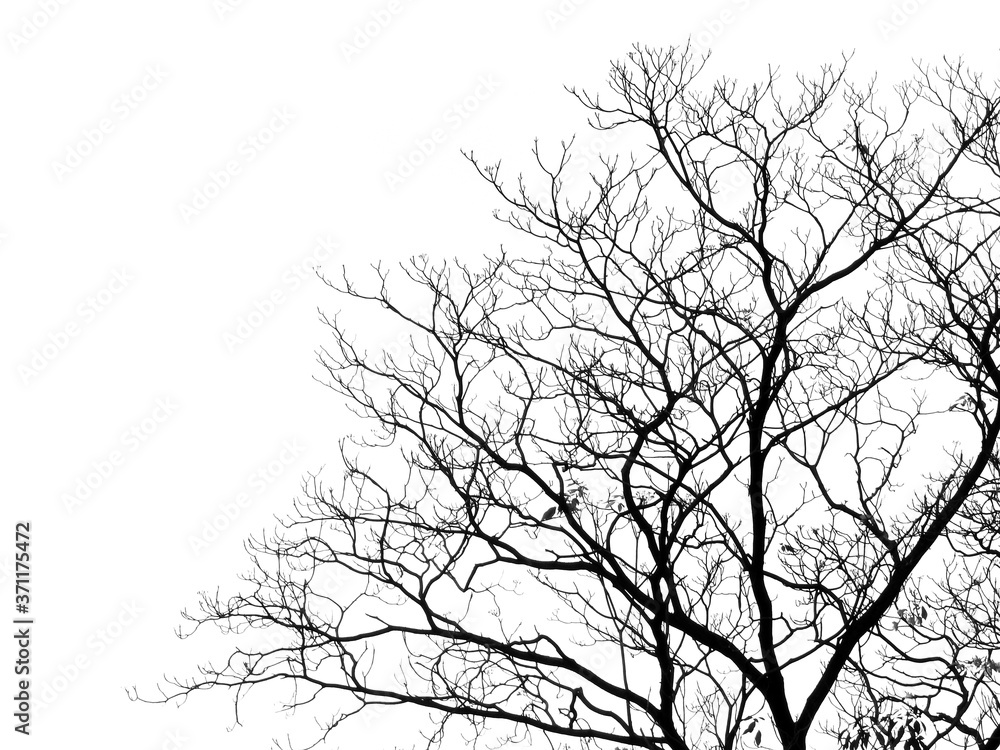 branch of tree silhouette on white background branch of tree silhouette on white background