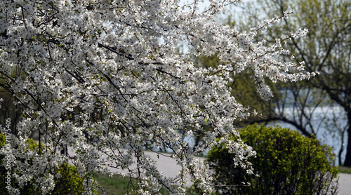 Wallpaper Mural Apple tree blooms in white flowers Torontodigital.ca