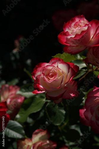 Red and White Flower of Rose  Jubile du Prince de Monaco  in Full Bloom 