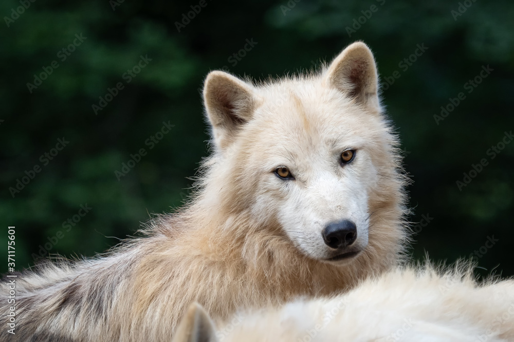 Arctic wolf (Canis lupus arctos), also known as the white wolf or polar wolf Arctic wolf (Canis lupus arctos), also known as the white wolf or polar wolf