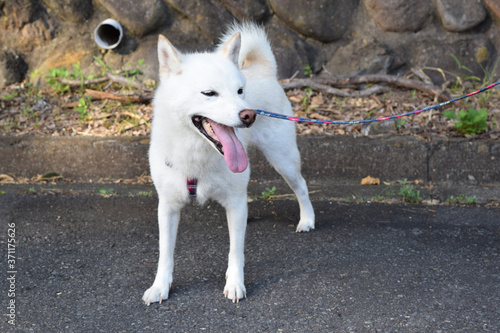 A white dog (Shiba inu) which complains of the heat