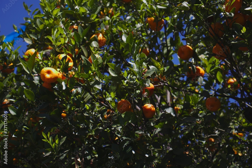 Reife Apfelsinen am Baum