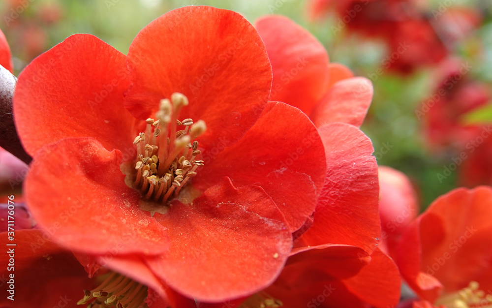 Rosehip blooming in red flowers in spring Rosehip blooming in red flowers in spring