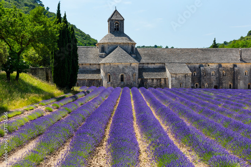 Fototapeta Naklejka Na Ścianę i Meble -  Senanque Abbey, The Abbaye de Senanque, Cistercian Architecture, Gordes Village, Provence, France, Europe