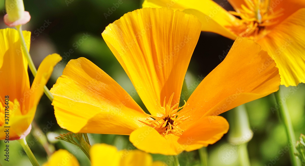 Flowers Eshsholtsiya California Flowers Eshsholtsiya California