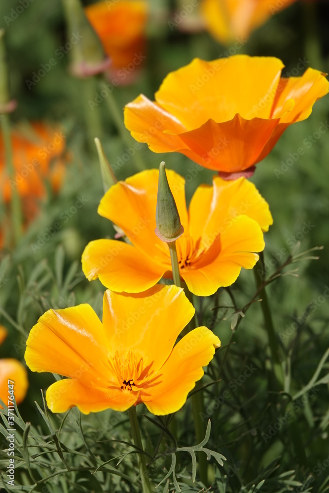 Flowers Eshsholtsiya California Flowers Eshsholtsiya California