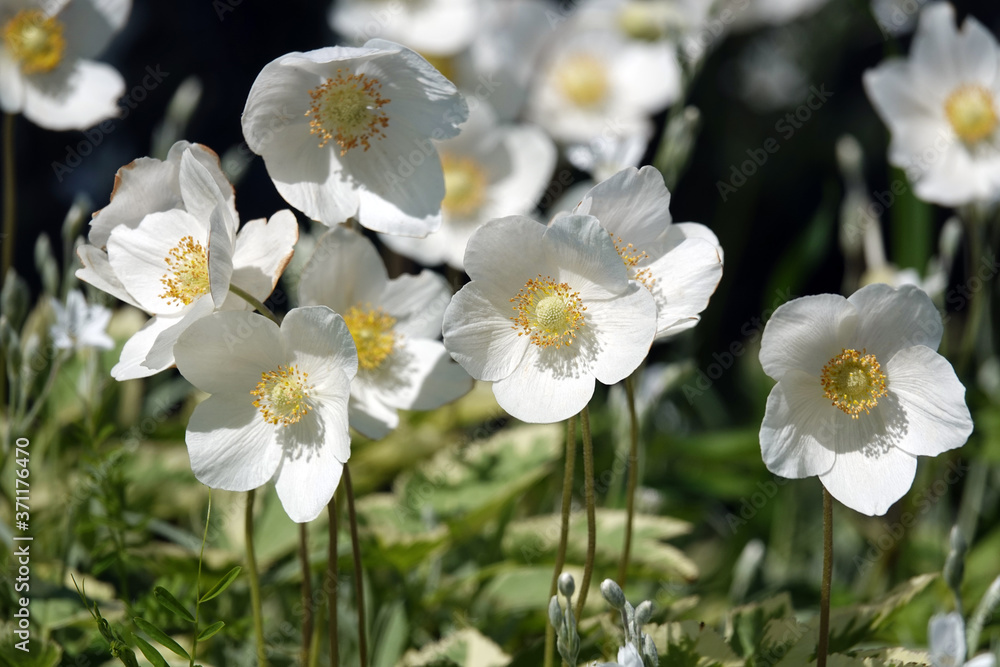 Japanese anemone Honorin Jober. White flower Japanese anemone Honorin Jober. White flower