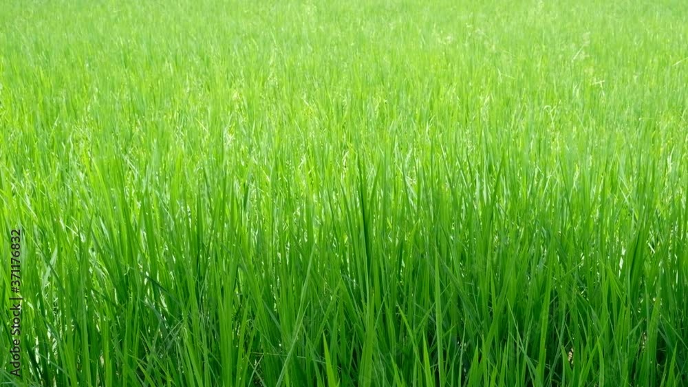 Rice plant are blown by the wind on a green background. Rice plant are blown by the wind on a green background.