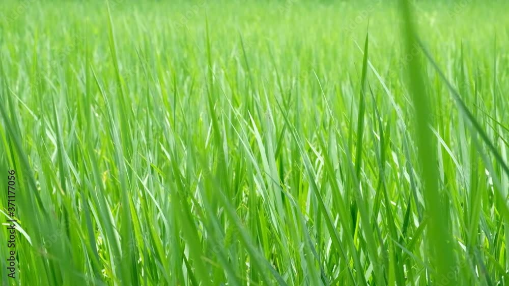 Rice plant are blown by the wind on a green background. Rice plant are blown by the wind on a green background.