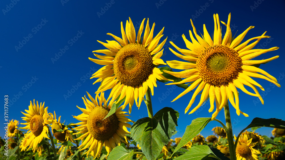 Sunflowers over deep blue sky