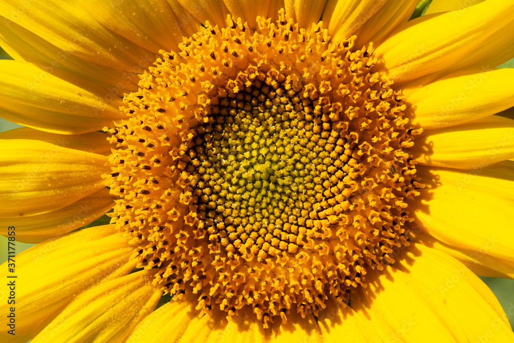 Sunflower details in sunny day. Sunflower details in sunny day.