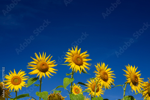 Sunflowers over deep blue sky