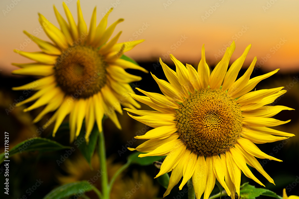 Sunflowers in the early evening / sunset sky