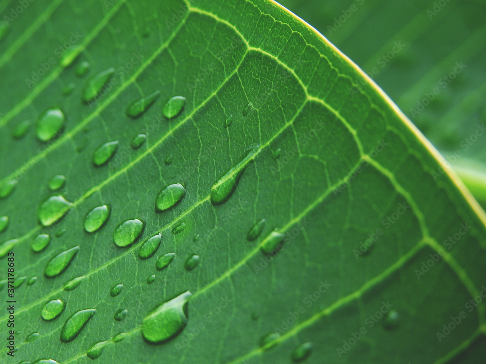 droplets of water on green leaf of Plumeria tree droplets of water on green leaf of Plumeria tree
