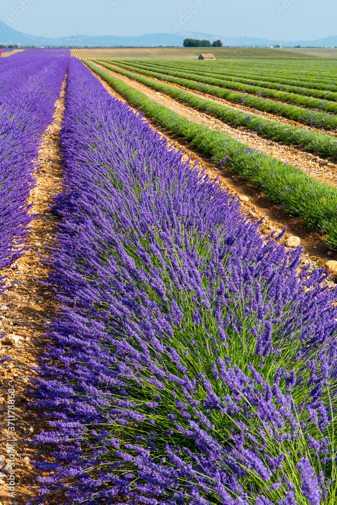 Fototapeta premium Zbiór, Pola lawendy (lawendy), Płaskowyż Valensole, Alpes Haute Provence, Francja, Europa
