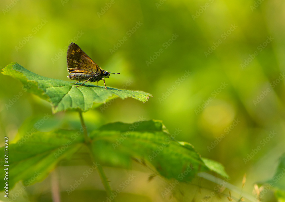 butterfly on a green leaf close-up side view butterfly on a green leaf close-up side view