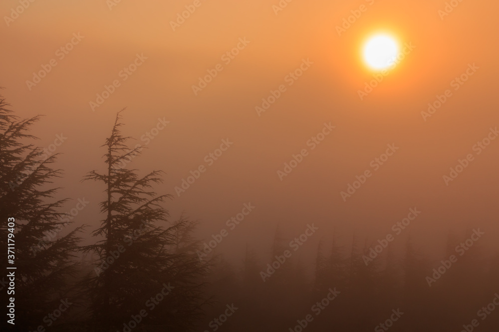 Pine forest with fog and Sun behind the fog. Nature phenomena concept