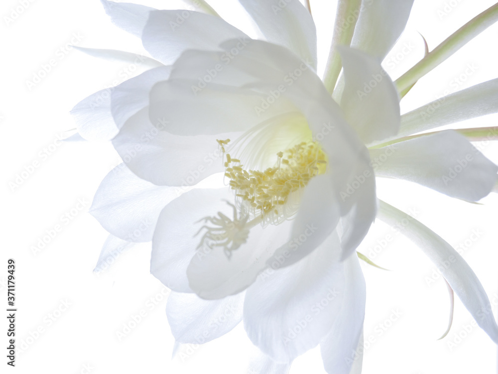 逆光の月下美人01 Stock Photo Adobe Stock 逆光の月下美人01 Stock Photo Adobe Stock