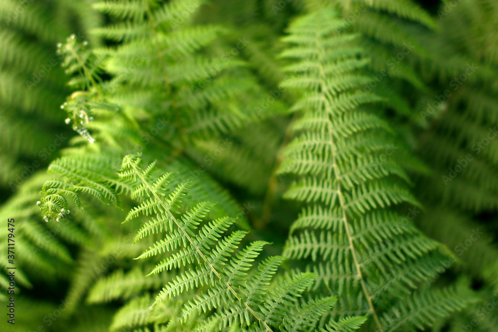 Plants in an urban environment Plants in an urban environment
