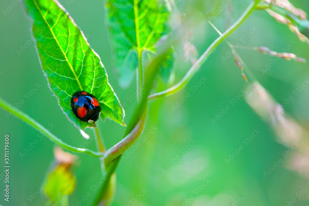 natural green background, close-up black with red dots ladybug sitting on green leaves. Insect macro, ladybug of black color and red dots natural green background, close-up black with red dots ladybug sitting on green leaves. Insect macro, ladybug of black color and red dots