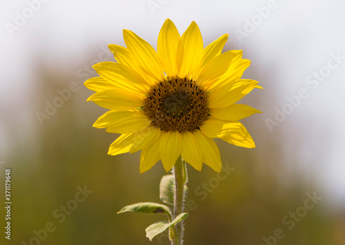 Beautiful yellow sunflower in a natural background  the center of a growing flower  petals close-up  a circle of a large fresh bright flower in the garden. summer postcard  wallpaper close-up