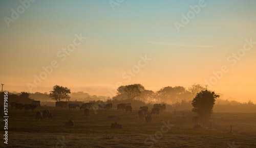 Dairy cows grazing in a grass meadow during misty sunrise morning in rural Ireland