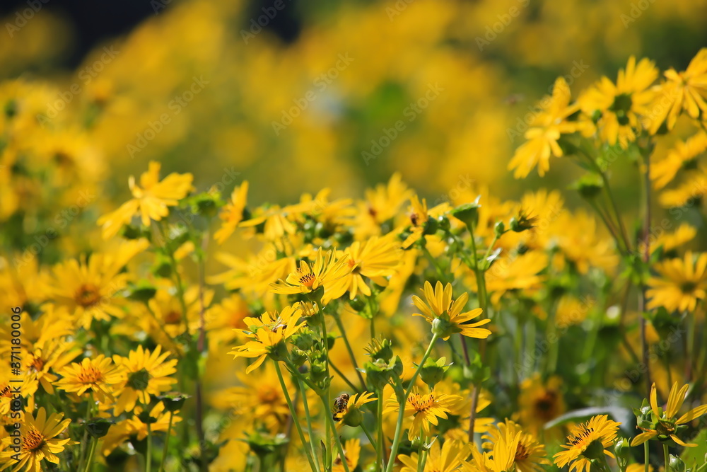Obraz premium Topinambur auf dem Feld