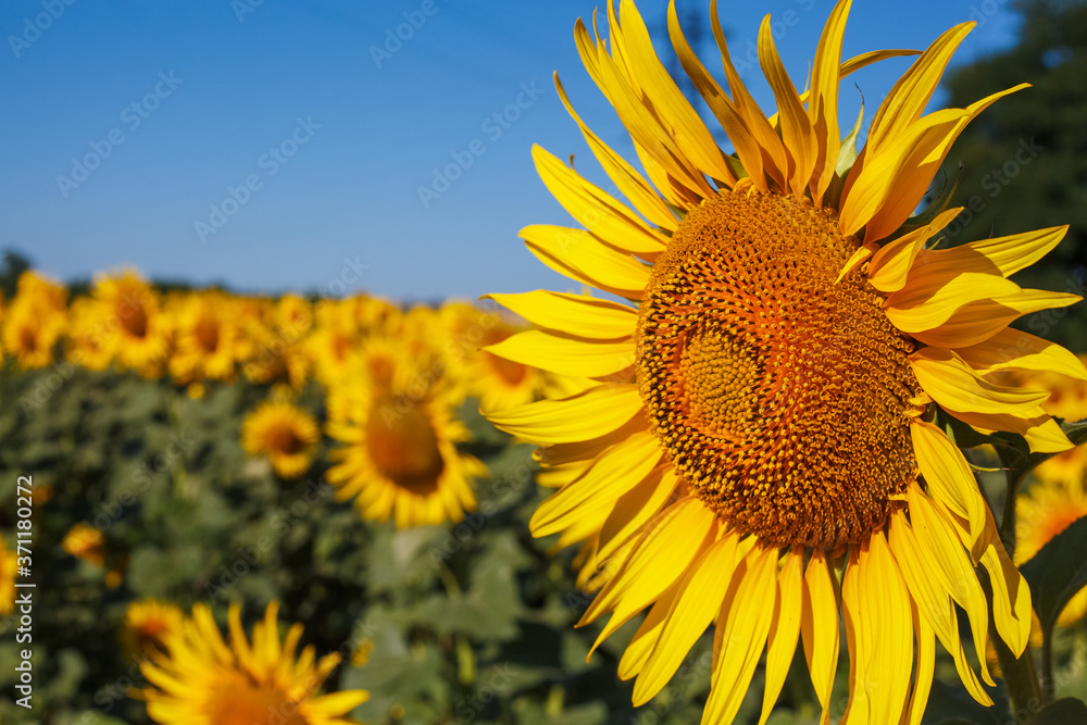 Yellow sunflower flower on a background of blue sky on a sunflower field Yellow sunflower flower on a background of blue sky on a sunflower field