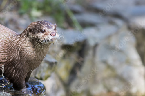 Wild otter standing by a country river. Wet animal by a waterfall