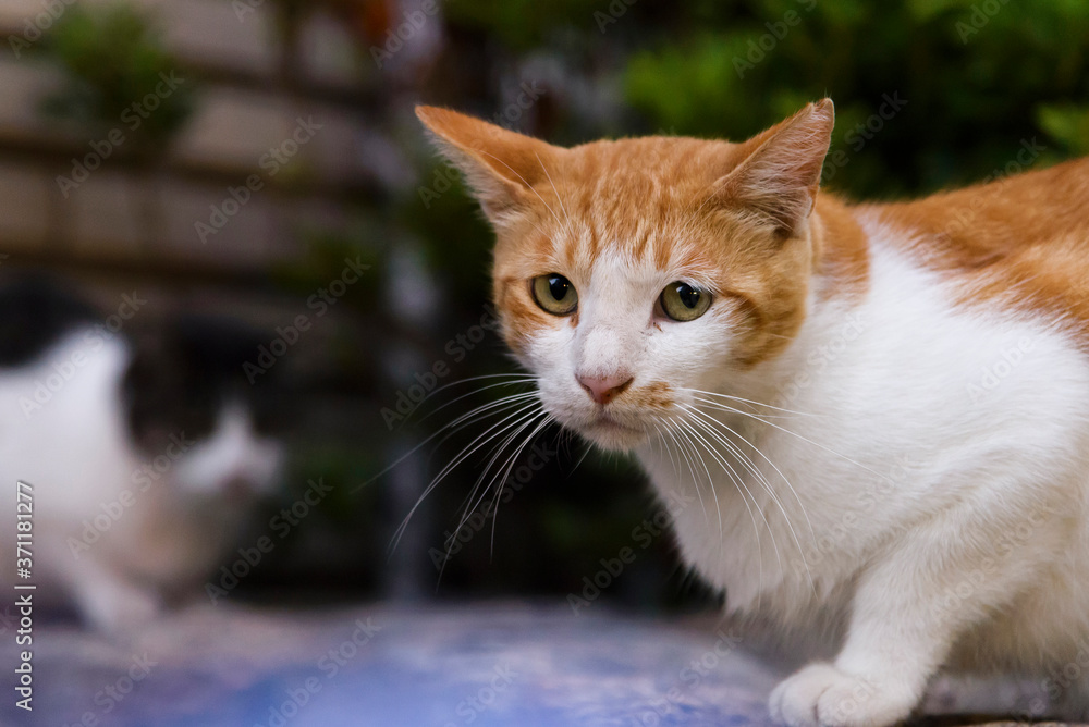 Focus on the ginger cat with blur background Focus on the ginger cat with blur background