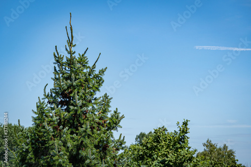 Serbian spruce Picea omorika. Serbian spruce Picea omorika with cones on background of blue sky. Evergreen landscaped garden. Nature of North Caucasus for design. Atmosphere of calm relaxation.