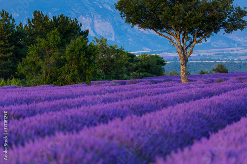 Lavender (lavandin) Fields, Valensole Plateau, Alpes Haute Provence, France, Europe